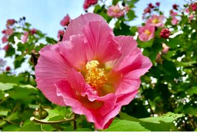 什么是木芙蓉花语，木芙蓉花语和传说