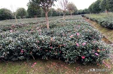 茶梅什么时候移栽最好？茶梅移栽后落叶严重吗？