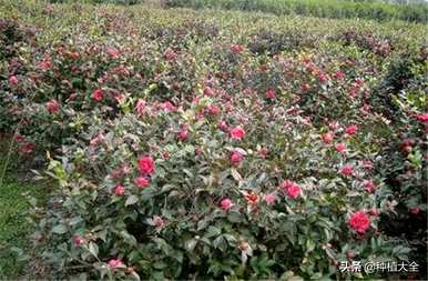 茶梅什么时候移栽最好？茶梅移栽后落叶严重吗？