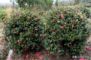 茶梅什么时候移栽最好？茶梅移栽后落叶严重吗？