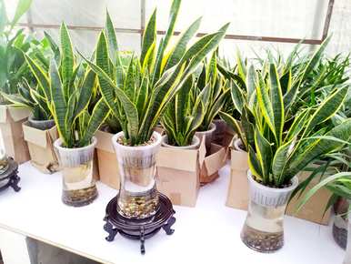 哪种植物不适合长期放在室内，哪种植物适合室内净化空气