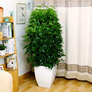 哪种植物不适合长期放在室内，哪种植物适合室内净化空气