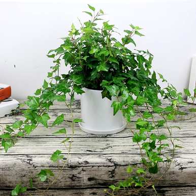 哪种植物不适合长期放在室内，哪种植物适合室内净化空气