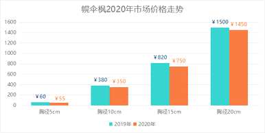 一棵伞枫多少钱？一棵伞枫多少钱？