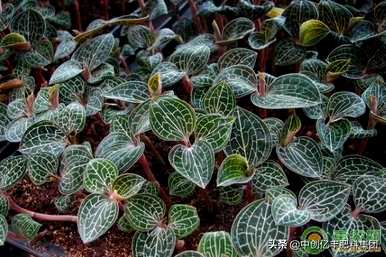 广东金线莲种植基地金线莲种植技术方法