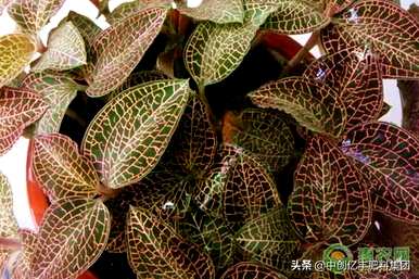 广东金线莲种植基地金线莲种植技术方法