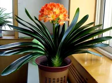 送君子兰搬家的意思是什么，君子兰的意思是什么？