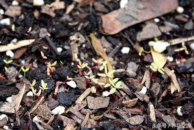 太阳花籽两周没发芽了。如何种植太阳花籽？