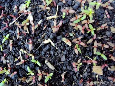 太阳花籽两周没发芽了。如何种植太阳花籽？