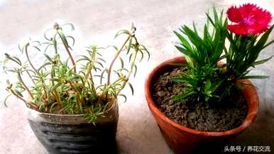 太阳花籽两周没发芽了。如何种植太阳花籽？
