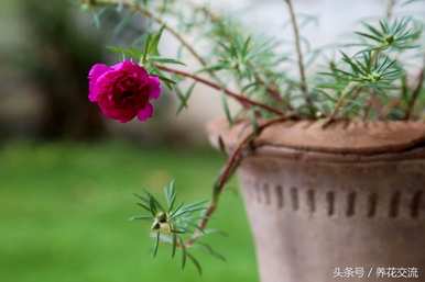 太阳花籽两周没发芽了。如何种植太阳花籽？