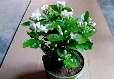 春天南方开什么花，春天开什么花？