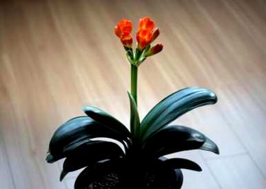 君子兰第一次开花有好兆头吗？办公室君子兰开花意味着好兆头