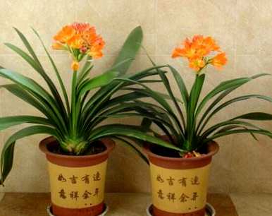 君子兰第一次开花有好兆头吗？办公室君子兰开花意味着好兆头