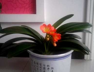 君子兰第一次开花有好兆头吗？办公室君子兰开花意味着好兆头