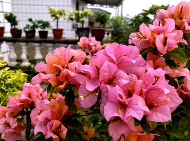 春夏秋冬各开什么花，春夏秋冬各开什么花？