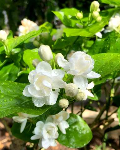 春夏秋冬各开什么花，春夏秋冬各开什么花？