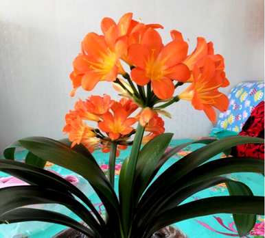 君子兰怎么开花？君子兰为什么开花夹箭？