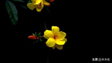 迎春花是什么颜色，迎春花是什么颜色