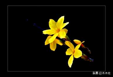 迎春花是什么颜色，迎春花是什么颜色