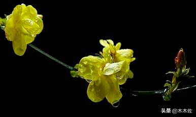 迎春花是什么颜色，迎春花是什么颜色
