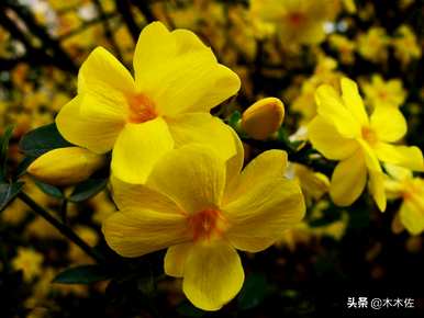 迎春花是什么颜色，迎春花是什么颜色