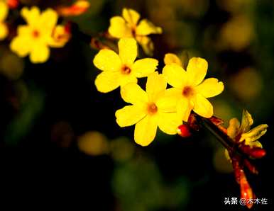 迎春花是什么颜色，迎春花是什么颜色