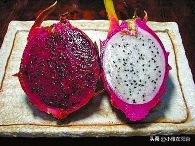 火龙果种子怎样种才能长芽，火龙果种子怎样种才能长出好苗？