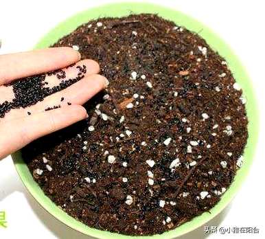火龙果种子怎样种才能长芽，火龙果种子怎样种才能长出好苗？