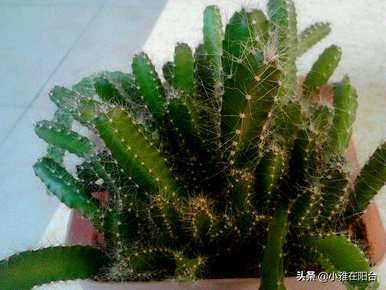火龙果种子怎样种才能长芽，火龙果种子怎样种才能长出好苗？