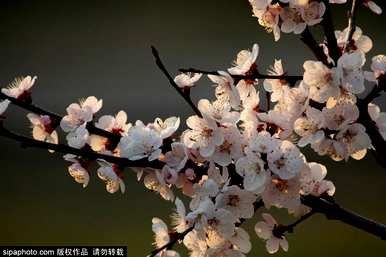 春天杏花和桃花的颜色是什么，春天杏花的颜色是什么？