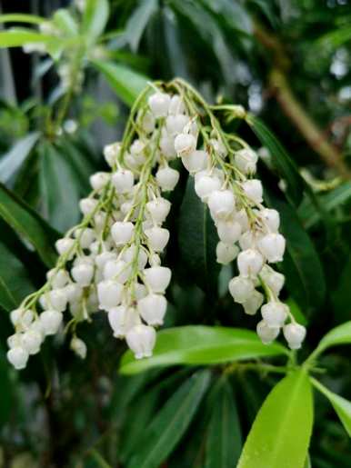 泡泡花类似于什么花，泡泡花是什么花？