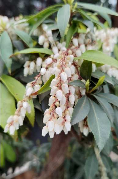 泡泡花类似于什么花，泡泡花是什么花？