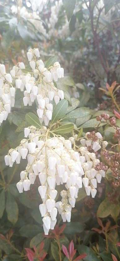 泡泡花类似于什么花，泡泡花是什么花？