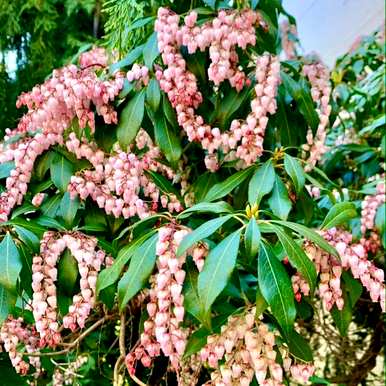 泡泡花类似于什么花，泡泡花是什么花？
