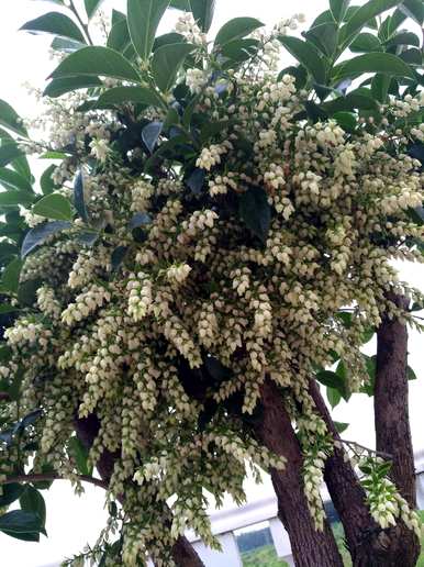 泡泡花类似于什么花，泡泡花是什么花？
