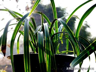 如何培育兰花视频全集，如何培育兰花的方法和注意事项