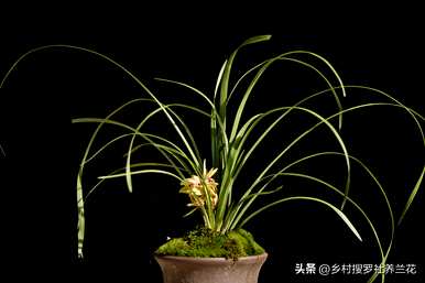 如何培育兰花视频全集，如何培育兰花的方法和注意事项