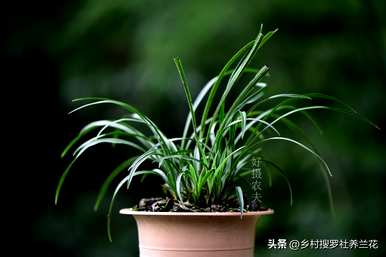 如何培育兰花视频全集，如何培育兰花的方法和注意事项