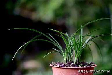 如何培育兰花视频全集，如何培育兰花的方法和注意事项