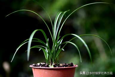 如何培育兰花视频全集，如何培育兰花的方法和注意事项