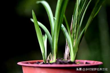 如何培育兰花视频全集，如何培育兰花的方法和注意事项