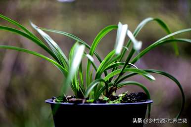 如何培育兰花视频全集，如何培育兰花的方法和注意事项