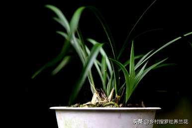 如何培育兰花视频全集，如何培育兰花的方法和注意事项