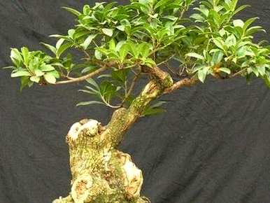 桂花树可以在银川种植吗？桂花树适合在华北种植吗？