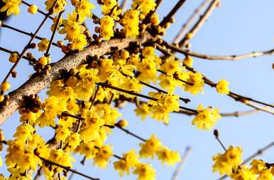 北京腊梅花什么时候开花？