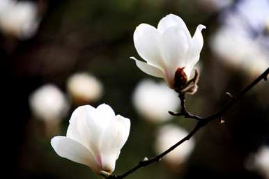 如何维护和管理玉兰花树，如何维护和管理玉兰花树