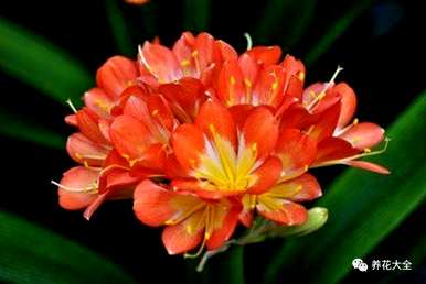 君子兰开花夹箭怎么办？君子兰开花夹箭浇啤酒