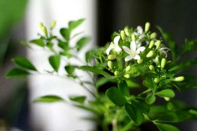 茉莉花伏天前晒太阳，茉莉花适合晒太阳吗？