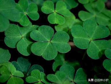 四叶草的寓意和象征，四叶草的寓意和象征